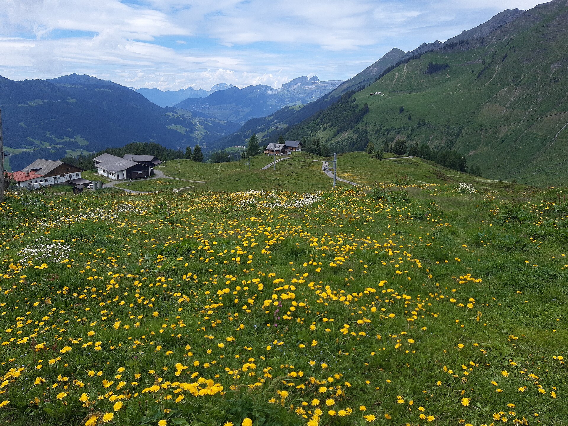 Alpine meadow in summer
